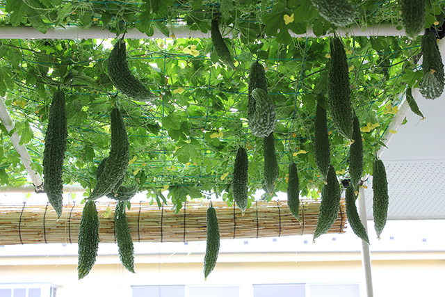 ゴーヤの実が沢山成っている