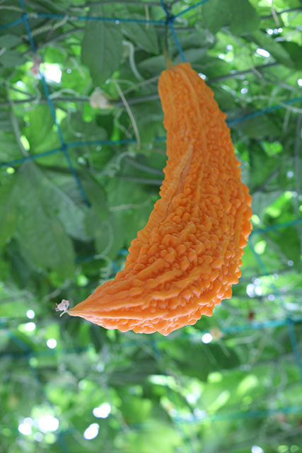 オレンジ色になった、完熟したゴーヤが実をつけている