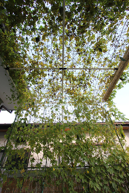 グリーンルーム内から上を見上げたところ、ゴーヤの葉がかなり枯れかけている部分がある