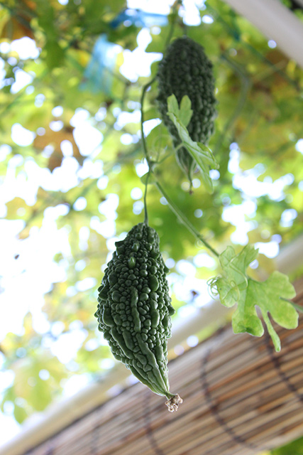 小ぶりのゴーヤの実が２つ成っている