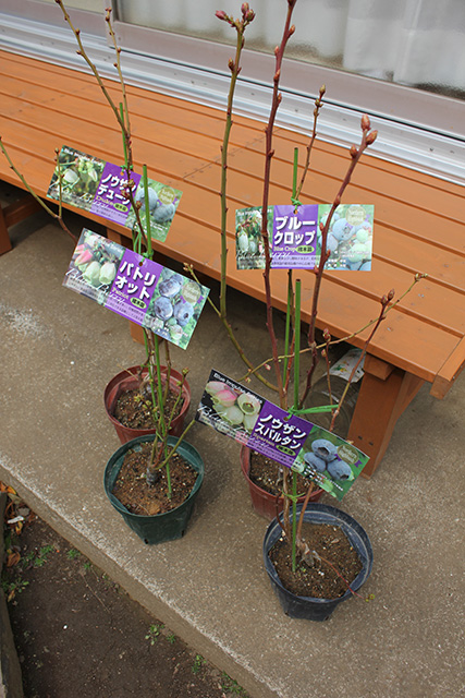 デューク、スパルタン、パトリオット、ブルークロップの苗木