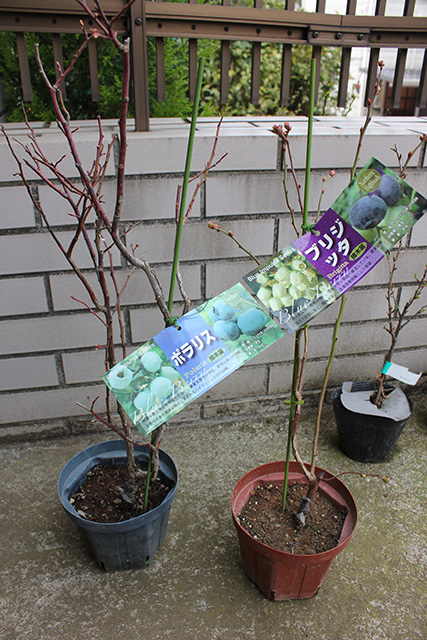 ポラリス、ブリジッタの苗木