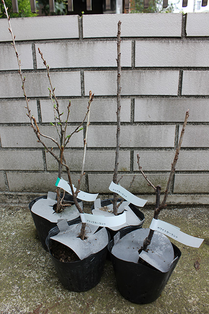 ブラックカーラント、レッドカーラント、ホワイトカーラント、グーズベリーの苗木