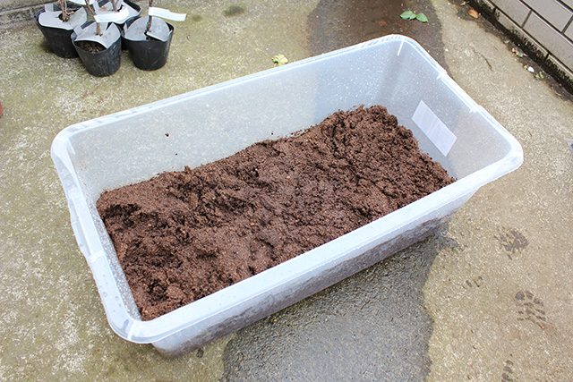 プランターに湿り気を帯びた土が入っている