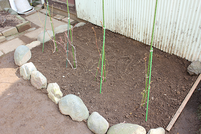 穴への植え付けの終わった苗木、周囲は石で囲われ、苗は支柱に結びつけけられている