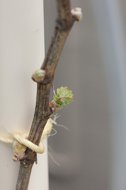 新芽のつるの部分から小さい葉が出かかっている