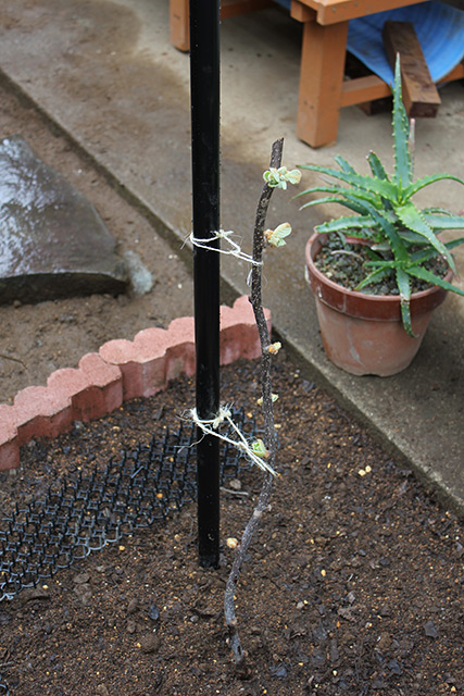 キウイの苗がイレクター棚の足に沿うように、ひもで固定されている