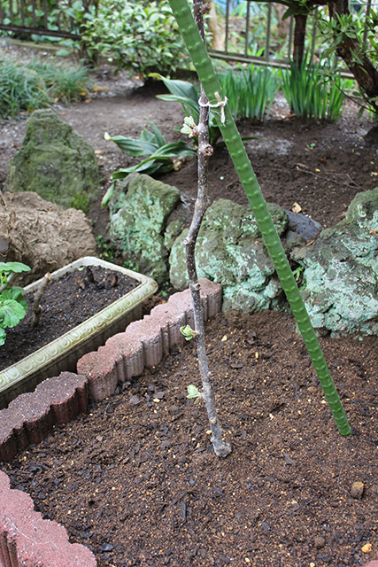 キウイの雄木の苗が支柱に沿うように、固定されている