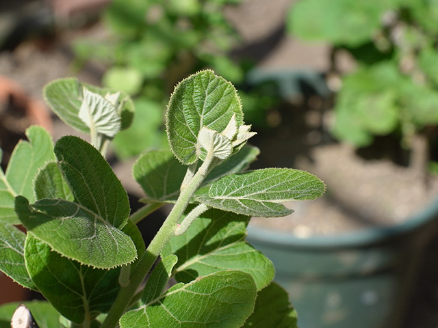 植えて3週間後のキウイ「東京ゴールド」の芽