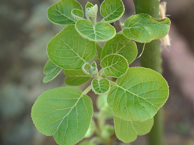 植えて3週間後のキウイ「孫悟空」の芽を真上からみたところ