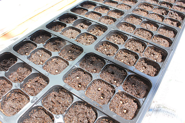 種まきトレーに植えられているつるむらさきの種 