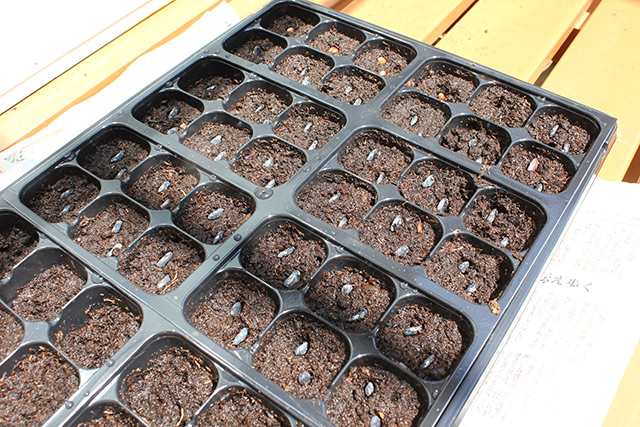 種まきトレーに植えられているつるありインゲン（ハイブシ）の種