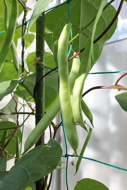 つるありインゲンがいくつかの実を付けている