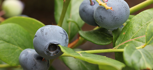 樹にブルーベリーの実がついている