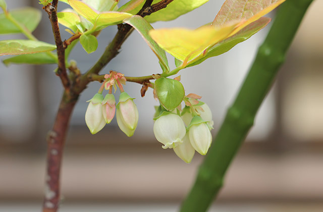 ポラリス・やや長い釣り鐘状の小さい白い花がいくつか咲いている、枝あたりの数は少なめ