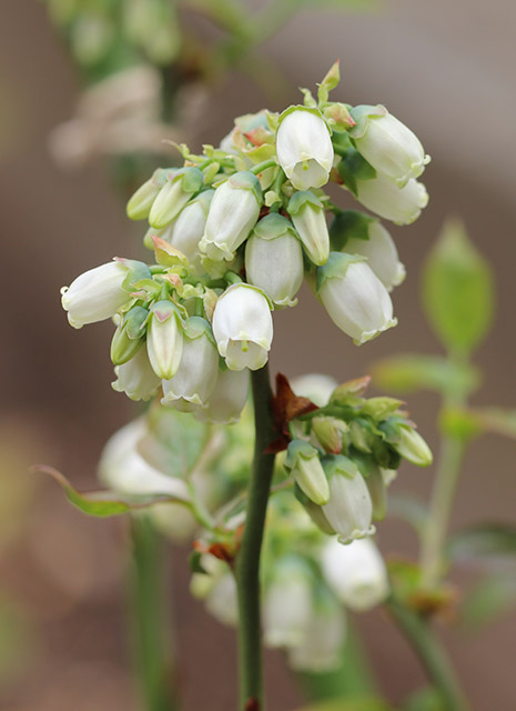 ブリジッタ・釣り鐘状の小さな白い花がいくつか咲いている