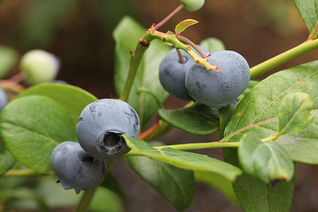 スパルタン・大きな実をつけている