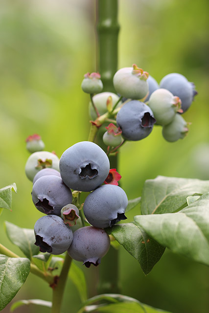 ブルークロップ・おおきくなった実と、成熟していないものが混在しているる