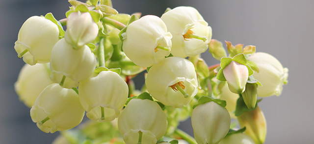 ブルーベリーの花　拡大写真