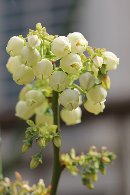 ブルーベリーの花