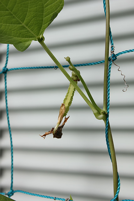 花が枯れ、がくの部分の、豆となるサヤの形が出来かかっている