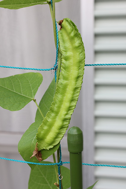豆がかなり大きく生長している