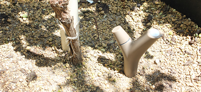 ブドウの苗木（シャルドネ種）の脇の地面に刺さっている「Flower Power」