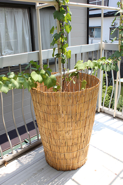 シャルドネの苗が植えられた鉢の周囲に葦簀が巻かれている