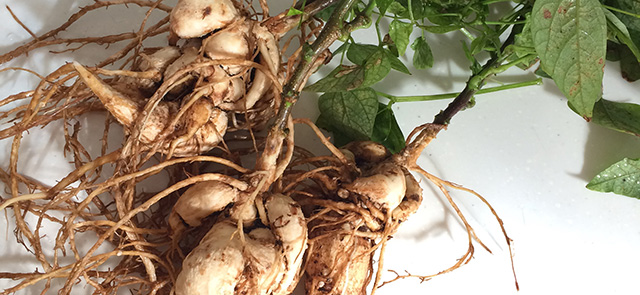 シカクマメの根と芋（地下根）、葉のついた茎の部分