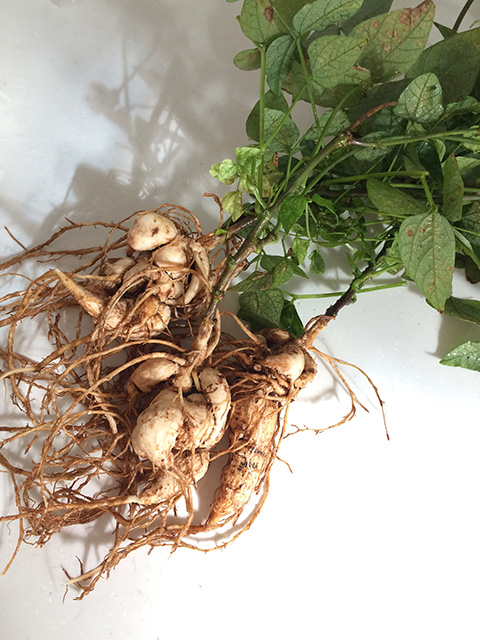 シカクマメの根と芋（地下根）、葉のついた茎の部分
